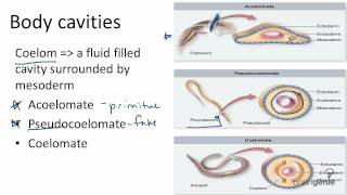 1326 Body Cavities  Acoelomates Pseudocoelomates and [upl. by Jadwiga915]