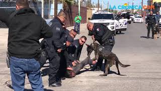 Armados hasta los dientes los K9 de la Policía de Mexicali [upl. by Rus]