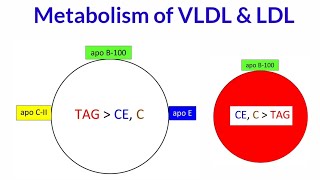 Metabolism of VLDL amp LDL  Synthesis  Function amp Metabolism of VLDL amp LDL [upl. by Mochun]