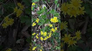 산국의 노란꽃 가을 Yellow Flowers In Korea Autumn [upl. by Britney]