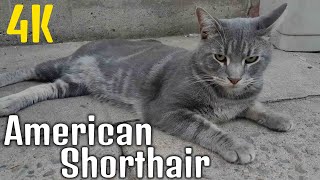 American shorthair cat  Cat breeds  Online Zoo [upl. by Gae110]