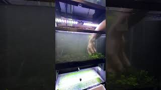 Resetting my emerald dwarf rasbora tank to get even more fry [upl. by Hasheem]