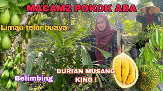 HARGA MAHAL SBBTU KITA TANAM SENDIRI Pokok durian musang king semoga berbuah [upl. by Ennoid]