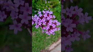 Verbena Bonariensis flowers nature flores jardin [upl. by Regazzi]