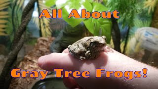 Amazing Animals  GRAY TREE FROGS [upl. by Ilsa33]