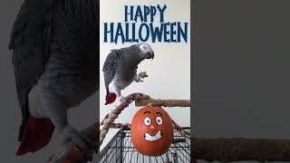 How My African Grey Parrot Baby Zeus Learned to Say Trick or Treat [upl. by Mcgaw18]