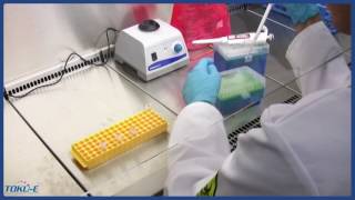 Stage 2 of 3 Generation of Stable Transfected Cell lines Transfection [upl. by Eatton]