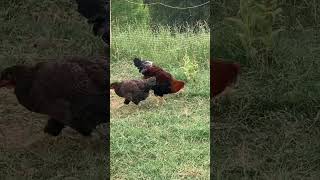 FREAKIN ROOSTER rooster roosters chicken chickens animals animal update shorts crowing [upl. by Mccourt]