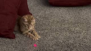 Is she the cutesttrending cat catvideos viralvideo kitten catlover trendingvideo [upl. by Atilrac]