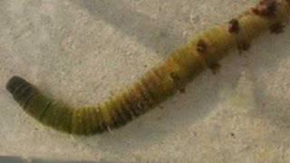 Arenicola Marina lug worm [upl. by Ateloj]