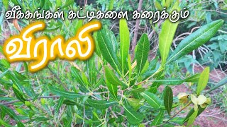 வீக்கங்கள் கட்டிகளை கரைக்கும் விராலி  Virali  Hopbush  Dodonaea viscosa [upl. by Zerdna]