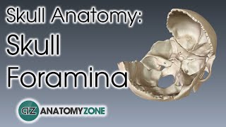 Foramina of the Skull  Skull Anatomy [upl. by Aronson]