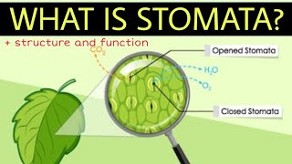 What is stomata  Structure and function of stomata  Stomatal transpiration [upl. by Hellah307]