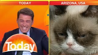 Look at that cat Reporter cant stop laughing at Grumpy Cat  Today Show Australia [upl. by Sherar785]