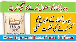 How to prevent loss of urea fertilizer  Best method to use urea fertilizer  Dr Jamil Shafi [upl. by Yentrok]