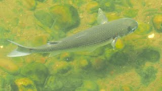 1130907 The flathead grey mullet feeding at WuDo reaches of Keelung River [upl. by Orpah631]