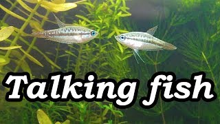 Real Talking Fish Sparkling Pygmy Gourami Croaking No filter No CO2 NO Ferts 5 Gallon Nano Tank [upl. by Soisatsana892]