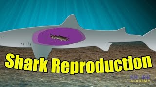 Shark Reproduction  SHARK ACADEMY [upl. by Dranoel]