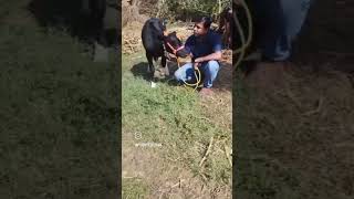 pushpeshtank viralvideo cows jaigomata cowvideos comedyvideo [upl. by Dillie]