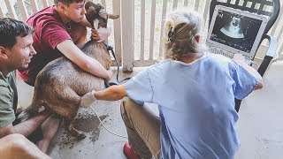 Is Penny pregnant miniature goat ultrasound [upl. by Rosy321]