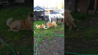 Akita vs Chow Chow Fighting to the death [upl. by Aihsekat]