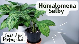 homalomena selby care and propagation with results [upl. by Cherida440]