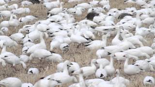 Shooting with Sparky—Bosque del Apache New Mexico [upl. by Allys]