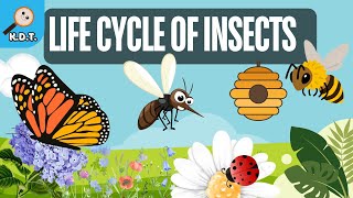 Life Cycle of Insects  Butterfly Mosquito Honey bee and Lady bug [upl. by Catina]