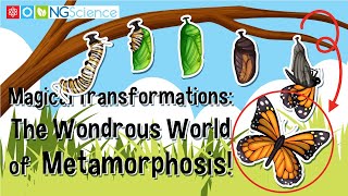 Magical Transformations The Wondrous World of Metamorphosis [upl. by Acilegna]