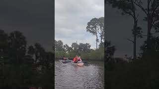 Manatees swimming by clear kayaks in Titusville Florida [upl. by Anola]