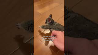 Edukasi animals galago animals edution viralvideo [upl. by Aihsoem]