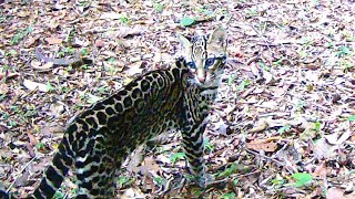 Ocelotes Leopardus pardalis [upl. by Vernon]