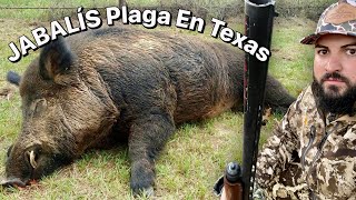 🔥CAZA de Puerco con ESCOPETA del 12 Texas Vlog 2 [upl. by Sinnaoi158]