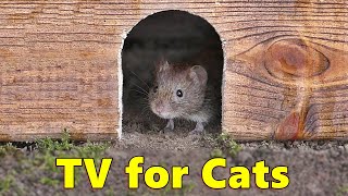 Cat TV 🐭 Mouse in The Jerry Hole Fun [upl. by Lisbeth]