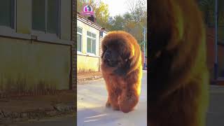 The largest Tibetan mastiff in the world [upl. by Frydman]