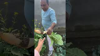 Subscribers Ke Liye Organic Gift minivlogs dailyminivlogs villagelife palfamilyvlogs [upl. by Thordis854]