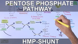 Pentose Phosphate Pathway  Hexose Monophosphate Shunt [upl. by Ruamaj729]