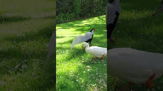 White and black ducks around a grace silver pheasant garden animals [upl. by Melone]