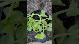 Kalanchoe AKA Leaf Of Life growyourownfood naturalmedicine gardenforhealth [upl. by Yelnek204]