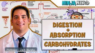 Gastrointestinal  Digestion amp Absorption of Carbohydrates [upl. by Leelaj]