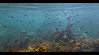 Aquatic Sensations Sesimbra Portugal [upl. by Eimor549]