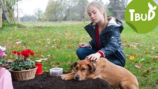 Hundetränen Folge 81  Tiere bis unters Dach  SWR Plus [upl. by Neyuh]