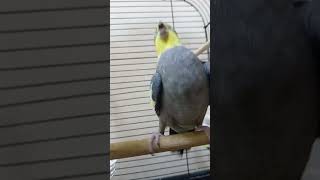 Calopsitte qui crie et qui hurle 😂❤️ cute cockatiel cockatielsinging short video moments [upl. by Suriaj]