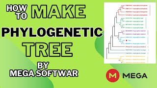 How to Make a Phylogenetic Tree by MEGA SoftwareGenomics DNA Protein fasta files [upl. by Cho]