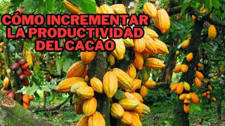 Técnicas para el incremento de la producción del cacao [upl. by Marino]