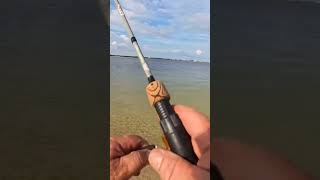 Pinfish for Fun Using Shrimp Bit [upl. by Ephrayim]