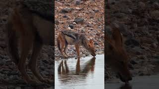 BlackBacked Jackal At Safarihoek wildanimals [upl. by Noell]