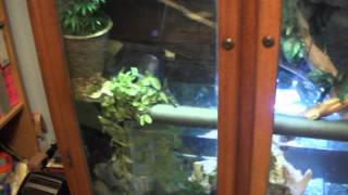 Making a tropical vivarium from a wood cabinet part 1 [upl. by Yzzo]