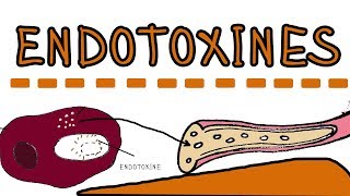 Endotoxines  Lipopolysaccharides LPS lipoglycans [upl. by Eruza683]