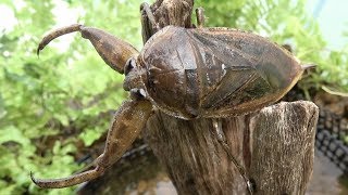 タガメの飼育ケースを住みやすいようにしてみた。【Lethocerus deyrollei】 [upl. by Uv]